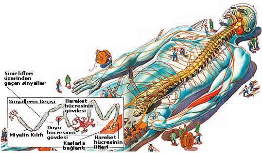 Sinir Sinir sistemi fonksiyonları Sinir sistemi ve endokrin
