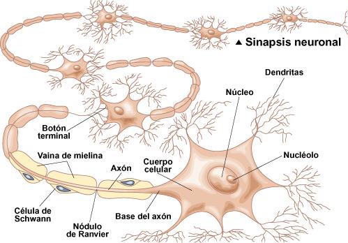 Sinir Sinapslar (synapsıs) Sinir impulsunun iletildiği özelleşmiş yapılardır.