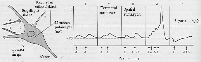 Sinir Sinapslar (synapsıs) Sumasyonlar Buna