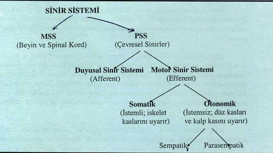 Sinir sistemi