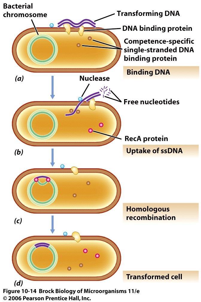 TRANSFORMASYON VE KOMPETANS DNA alabilen ve transforme olabilen hücrelere kompetant denir Doğal olarak transforme olabilen pek çok bakterideki kompetans, kontrol edilebilen ve DNA nın alınmasında ve