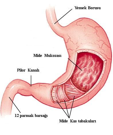 ASİDİK