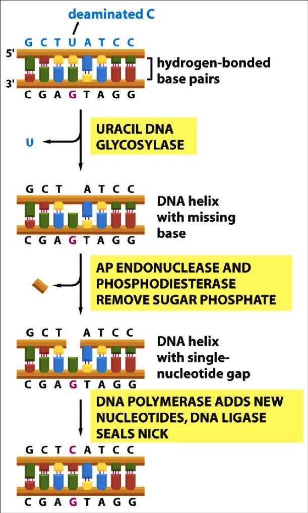 Deaminasyonlu C Urasil DNA glikozilaz Baz çiftleri Eksik baz içeren DNA sarmalı AP endonükleaz şeker fosfatı uzaklaştırır Tek nükleotidlik boşluk içeren DNA sarmalı DNA polimeraz yeni nükleotidleri