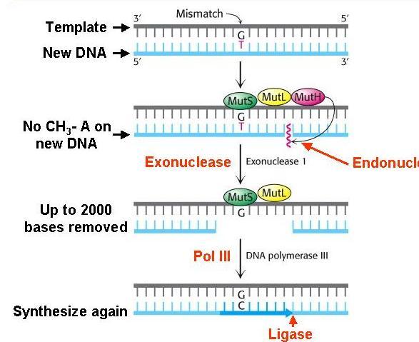 Kalıp DNA Yeni DNA Yeni DNA da CH3 grubu bulunmaz 2000 den fazla baz uzaklaştırılır DNA yeniden sentezlenir Yanlış eşleşme ekzonükleaz ligaz endonükleaz - Önce MutL proteini MutS proteini ile