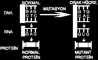 Yanlış anlamlı mutasyonlar, Bir amino asiti kodlayan kodunun, başka bir aminoasiti kodlayan kodona dönüşmesidir. 2 tipi vardır.