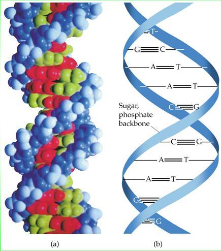 DNA ve RNA birer polinükleotid zinciridir. Nükleotidler alt alta dizilerek fosfat-şeker bağlarıyla birbirlerine bağlanırlar. Bu şekilde DNA veya RNA zincirlerini meydana getirirler.