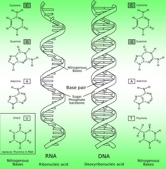 DNA Zinciri monomer DNA molekülü sarmal (=heliks) şeklinde kıvrılmış iki zincirli merdiven şeklinde bir moleküldür. Merdivenin kenarları deoksiriboz şekeri ve fosfat molekülleri meydana getirir.