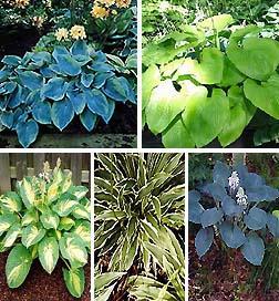 Hosta (Sinirli