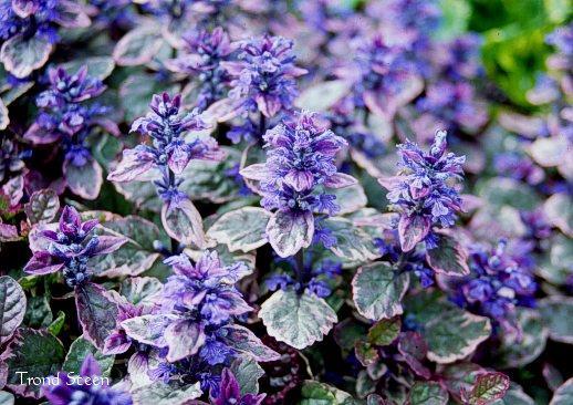 Ajuga