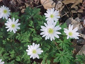 Anemone Manisa