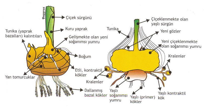 SOĞANIMSI YUMRU (CORM) Gladiolus spp. Genişlemiş gövde dokusundan oluşan bir kabuklu (tunikalı) Corm (soğanımsı gövde) örneği.