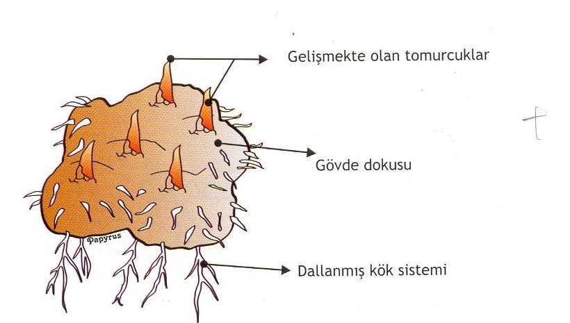 YUMRU Caladium spp. Genişlemiş gövde dokusundan oluşan bir yumru (tuber) örneği.