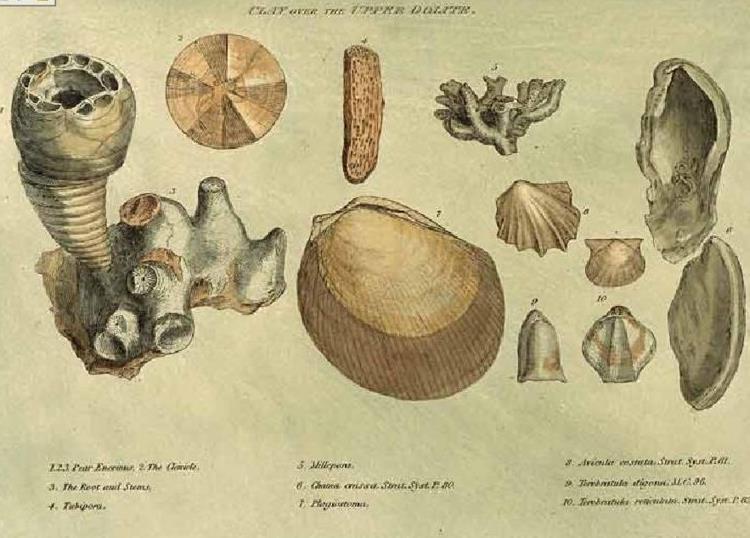 jpg William Smith, jeoloji haritası ve bulduğu bazı fosiller Jeolog William