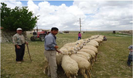 Ortalama, 50-60 sağmal koyundan bir koşan yapılır ve koyunlardan günde iki kez bu yöntem kullanılarak süt sağılır (Yaşar ve ark 2004).