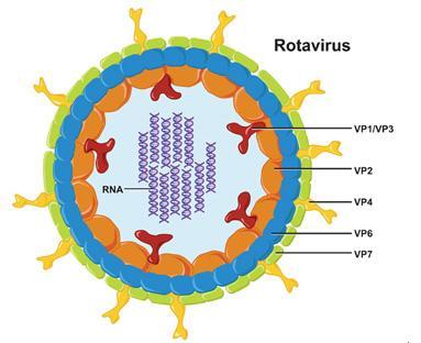 Virionun %50 sini oluşturan major antijenik determinant, VP6 dır.
