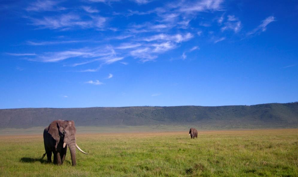 The Caldera of Ngorongoro, tarih öncesinden kalma ve var olduğu süreçte Kilimanjaro dağı kadar büyük olduğuna inanılan bir yanardağ ın kalıntılarını gözlemleyeceğiniz doğa harikası bir yer.