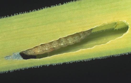 Zarar Şekli: Larvalar yumurtadan çıkınca bitki dokusunun içini delerek yaprağın iki epidermisi arasına girer ve orada galeri açarak beslenir.