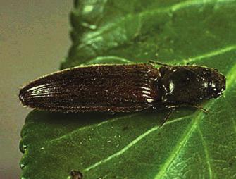 SEBZELERDE TELKURDU (Agriotes spp.) Tanımı ve Yaşayışı: Türlere göre değişmekle birlikte, erginlerin renkleri genellikle grimsi veya kahverengimsi siyahtır.