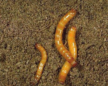 Olgun larva 2-3 cm boyundadır. Kışı larva veya ergin halde toprak içinde geçirirler. İlkbaharda havaların ısınmasıyla birlikte larvalar toprak yüzeyine yaklaşarak beslenirler.