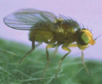 YAPRAK GALERİ SİNEKLERİ (Liriomyza trifolii, Liriomyza bryoniae, Liriomyza huidobrensis, Phytomyza horticol) Tanımı ve Yaşayışı: Erginleri 1-2 mm boyunda gri-siyah renktedir.