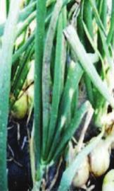 SOĞAN MİLDİYÖSÜ HASTALIĞI (Peronospora destructor Berc.) Hastalık Belirtisi: Soğan yapraklarının dip ve orta kısımlarında klorotik çukurlaşmalar meydana gelir.