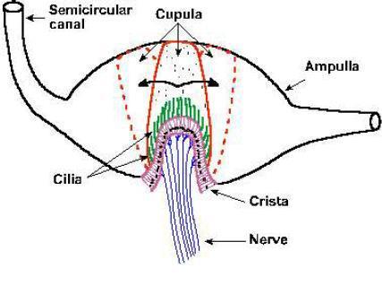 Ampulla Crista