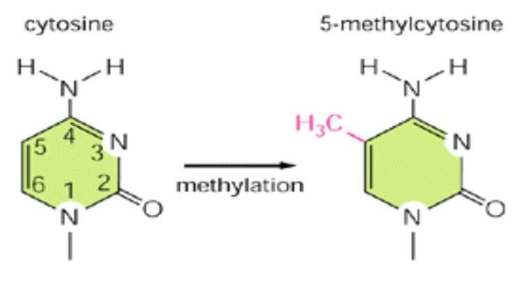 1-DNA Metilasyonu DNA metiltransferaz (DNMT) enzimi tarafından CpG adalarında sitozinin 5 nolu karbon atomuna metil transferi gerçekleştirilmektedir.