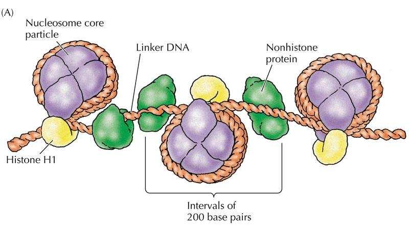 DNA ve histonlar nükleozom şeklinde organize olmuşlardır. Nükleozom tekrarları kromatini meydana getirmektedir.