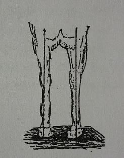 Önleri kapalı veya dar bacak duruşu: Bacaklar düşey çizginin iç tarafında kalır ve yukarıdan aşağıya doğru birbirine yaklaşır. Hayvan hafifçe paytak basar (Şekil 22). Şekil 23.