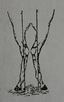 Yani tarsal eklemler birbirine yaklaşmış, fakat bacağın bu eklemlerinin alt tarafındaki kısımları dışa doğru düşey çizgiden uzaklaşmıştır (Şekil 35