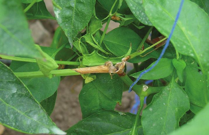 14 SEBZELERDE KURŞUNİ KÜF HASTALIĞI (Botrytis cinerea) Hastalık Belirtisi: Her bitkide birbirinden farklı belirtilere neden olur.