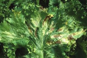 MARUL MİLDİYÖSÜ (Bremia lactucae) Hastalık Belirtisi Marul mildiyösünün etmeni mantardır. Fungus, kışı hastalıklı yapraklar üzerinde geçirir.