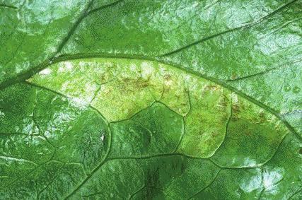 Marul yapraklarında ilk belirtiler açık yeşil veya sarımtırak lekeler halinde görülür. Genellikle köşeli ve damarlarla çevrili olan bu lekeler daha sonra esmerleşir.