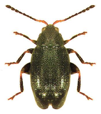 TOPRAK PİRELERİ (Phyllotreta spp., Epithrix hirtipennis) Tanımı ve Yaşayışı Erginler türlere göre farklılık göstermekle birlikte metalik yeşil, parlak siyah veya kahverengindedir.