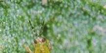 Zarar Şekli Ergin ve nimfler bitkilerin Thrips ergini Thrips zararı yaprak, sap ve meyvelerinde bitki özsuyu ile