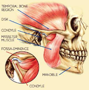 Temporal Kemik Disk Kondil Masseter Kası Fossa - Eminens Mandibula Kondil Resim 1.