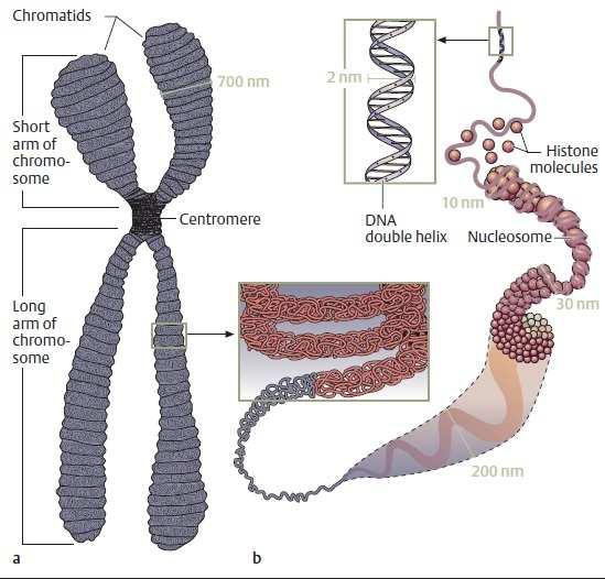 1 1. GİRİŞ İnterfaz sırasında, DNA ve onunla birleşmiş proteinler (histonlar) kromatin yapıda sıkıca paketlenmiştir. DNA nın tümünün paketlenme oranı, yaklaşık 1000-10000 kez katlanma şeklindedir.