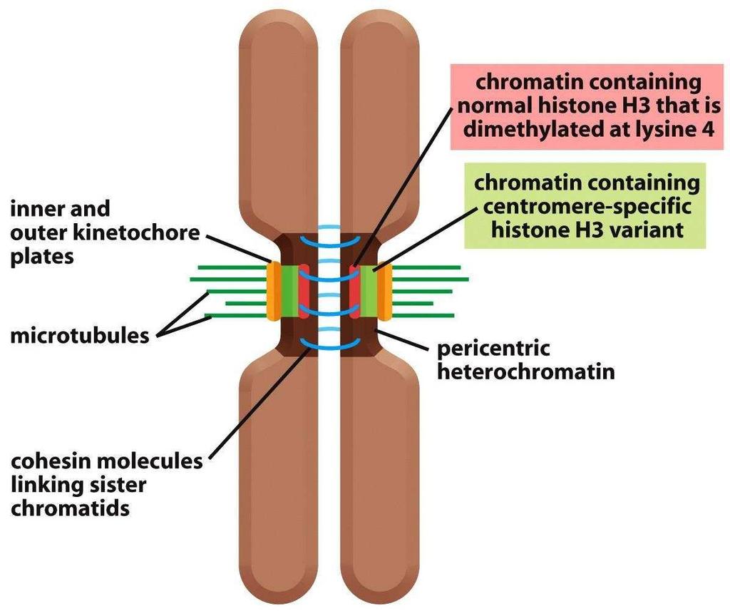 4 Şekil 2.1.: Heterokromatin dağılımı ve sentromerik kromatin organizasyonu 1. Nature Reviews Genetics 9, 923-937 (2008) 2. http://www.studyblue.