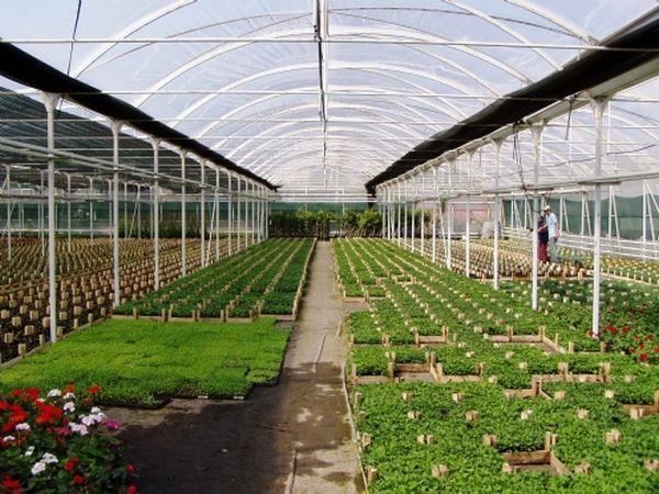 1-SERALAR Bitkileri sıcaklık, nem, hava ve ışık koşulları denetlenebilen bir ortamda yetiştirmek için yapılan, büyük bölümü cam ya da saydam plastik örtülerden oluşan yapılara sera denir.