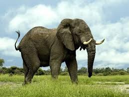 * Fillerin doğduğunda kaç kilo ağırlığında olduğu hakkında tahmin yürüteceğiz.