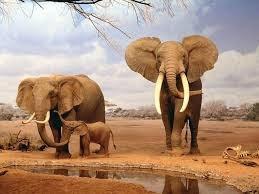 oluşturacağız. * Kendi boylarımızı ölçüp, filler ile kendi boy ve ağırlığımızı karşılaştıracağız.