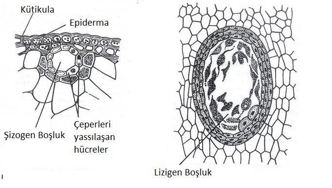 Hücrearası boşlukları üç şekilde meydana gelir.