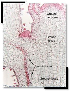 Primer meristem genellikle kök, gövde ve onların yan organlarının iç kısımlarında bulunur.