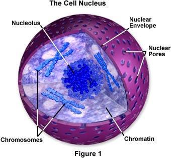 Nukleusun Yapısı Hatırlayalım 1- Nukleus zarı (Karyoteka) 2- Nukleus özsuyu (Nukleoplazma, Karyolenf, Karyoplazma) 3- Kromatin materyali: Kromatik iplikçikleri kromozomları meydana getirirler.