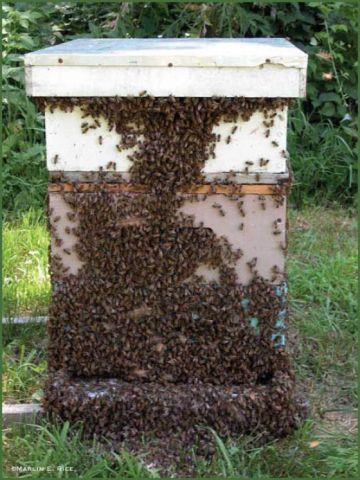 OĞUL VERME BELİRTİLERİ Oğul vermeden 4-6 gün önce özellikle akşam saatlerinde tarlacı arılar, kovan önüne yığılırlar Kovandan