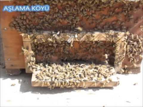 OĞUL YUVA YERİNİ NASIL SEÇER? Oğul kovanı terk etmeden birkaç gün önce tarlacı arıların bir bölümü kılavuz arıları oluştururlar.