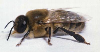 erkek arı sayısı