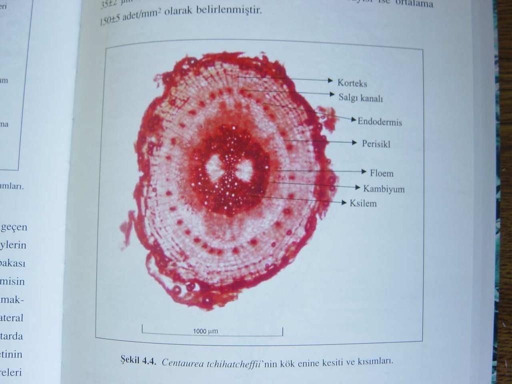 periderm yer almaktadır. Periderm ile sekonder floem arasında genellikle sklerankimatik hücreler bulunmaktadır. Kambiyum belirgindir.