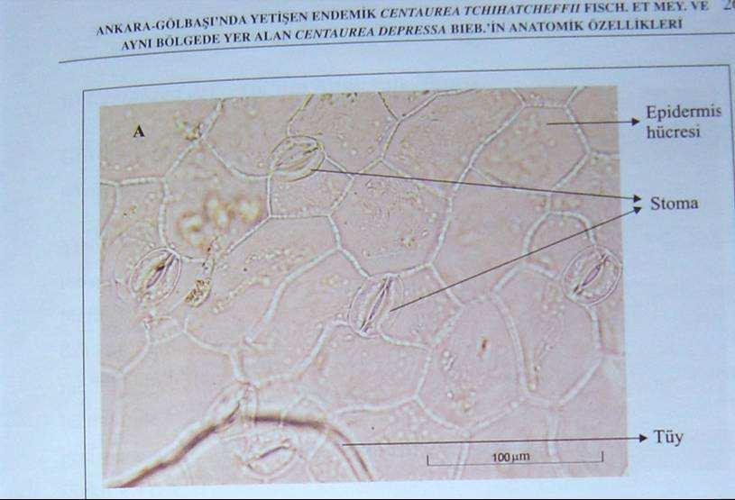 2005a) 54 Centaurea tchihatcheffii yaprağının enine kesiti (Çakırlar vd.