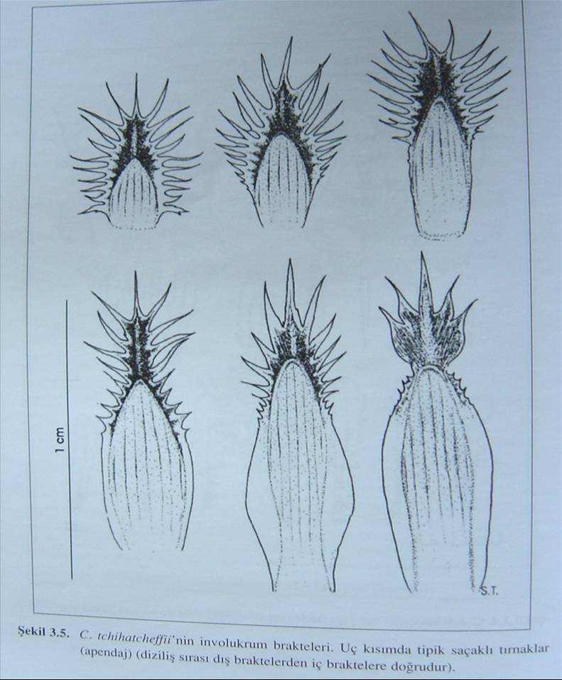 apendajlarin uzunluğu 1,5-3 mm arasında olup kenarlarında 6-23 arasında değişen beyaz renkli siler bulunur (Şekil 2.55). Şekil 2.55 Centaurea tchihatcheffii nin involukrum brakteleri (Erik vd.